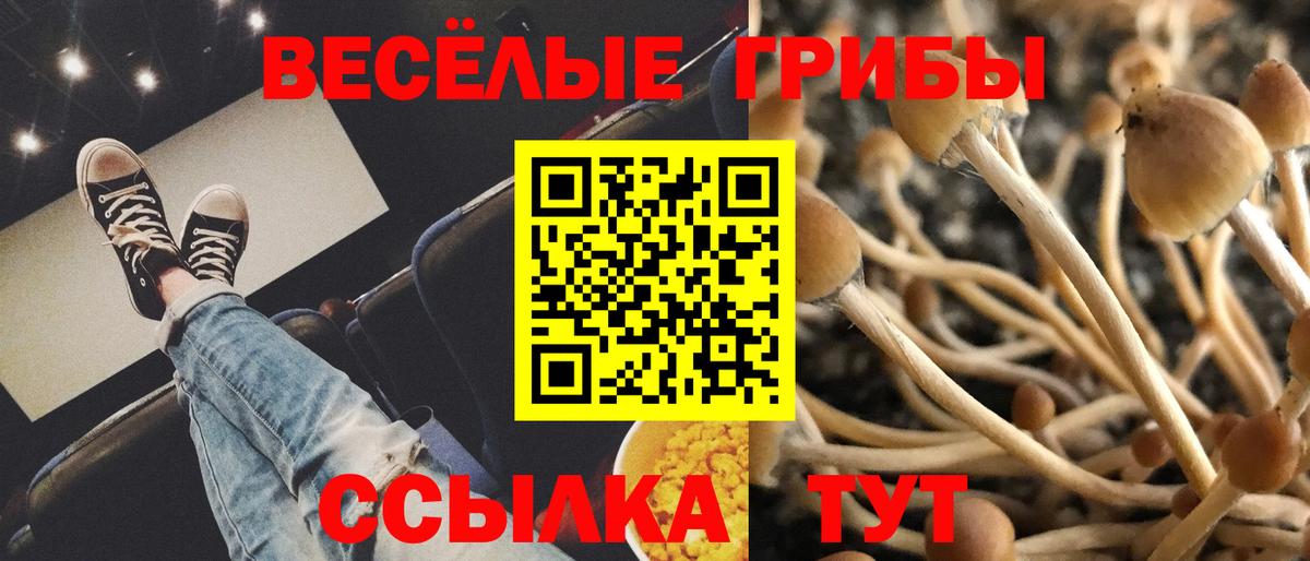 Псилоцибиновые грибы Psilocybine cubensis  Псилоцибиновые грибы мицелий  Вход с VPN  Азнакаево 